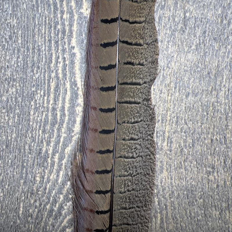 Ringneck Pheasant Tail Side Feathers